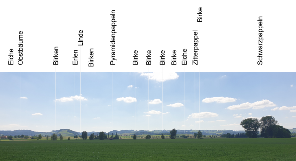 Eine malerische Landschaft mit klarem blauen Himmel, vereinzelten Wolken, grünen Feldern und Hügeln in der Ferne. Vertikale Linien mit deutschen Beschriftungen wie „Eiche“, „Birken“ und „Schwarzlichpappeln“ identifizieren Baumarten im Hintergrund.